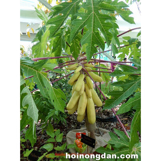 Cây giống đu đủ vàng (CÂY GIỐNG BAN MÊ XANH)