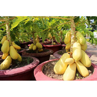 Cây giống đu đủ vàng (CÂY GIỐNG BAN MÊ XANH)