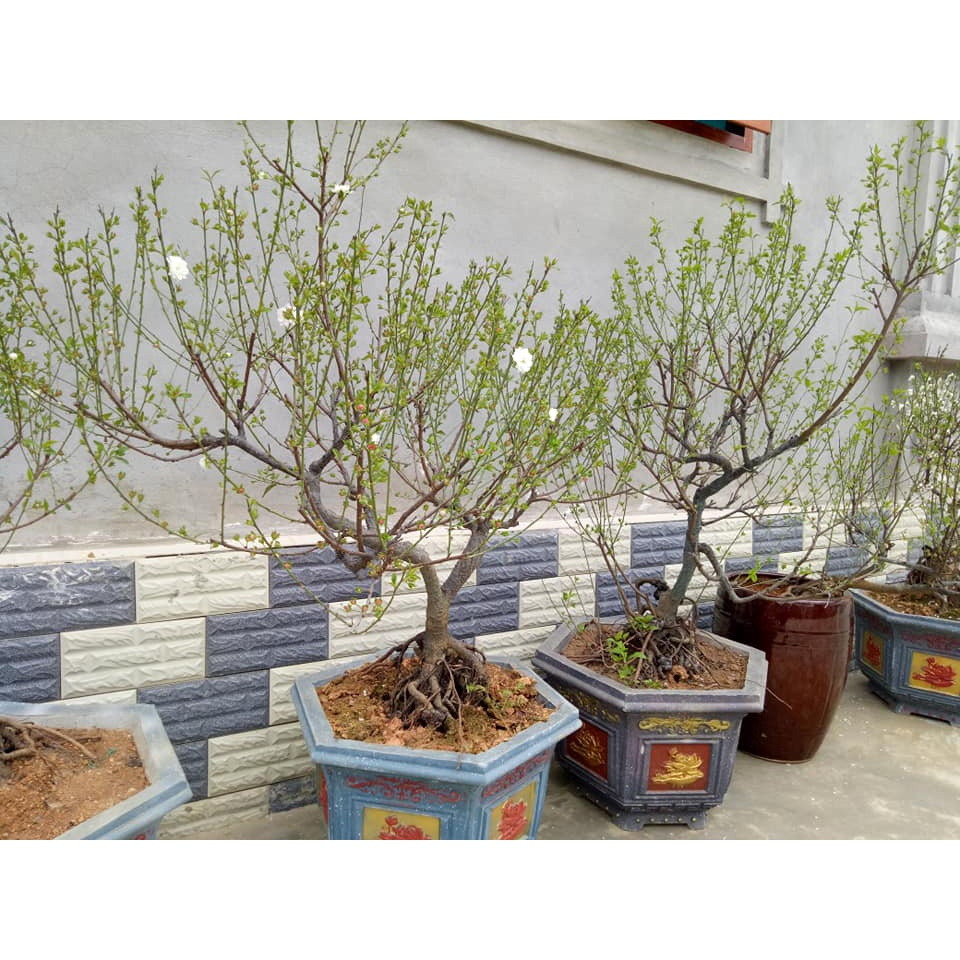Cây giống hoa mai trắng