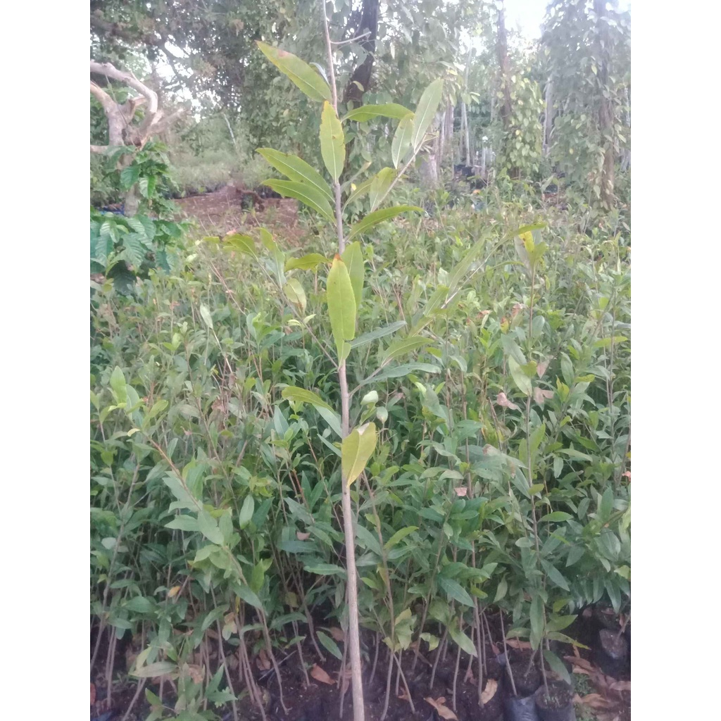 Cây giống hoa mai trắng