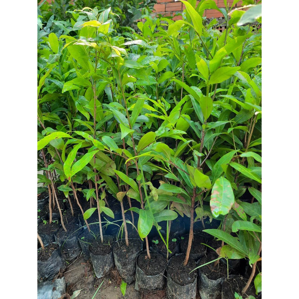 Cây giống hoa mai trắng