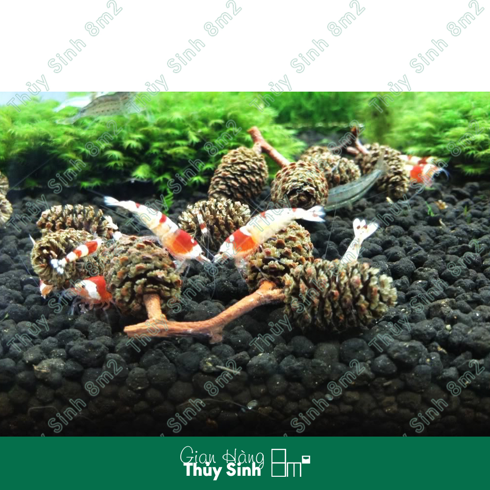 Trái Thông Alder Cones, Đồ Chơi Tép, Giảm Stress Diệt Khuẩn Tốt Cho Tép Cảnh | 8m2