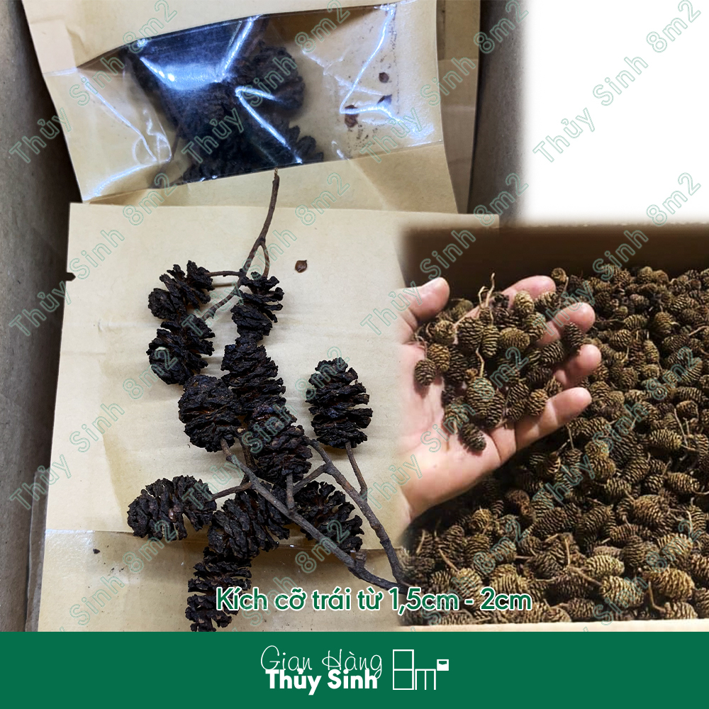 Trái Thông Alder Cones, Đồ Chơi Tép, Giảm Stress Diệt Khuẩn Tốt Cho Tép Cảnh | 8m2