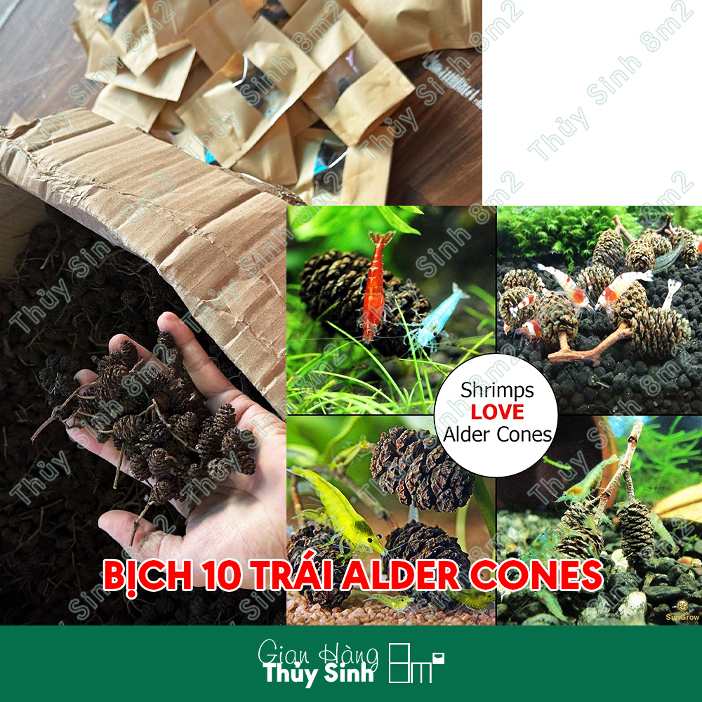 Trái Thông Alder Cones, Đồ Chơi Tép, Giảm Stress Diệt Khuẩn Tốt Cho Tép Cảnh | 8m2