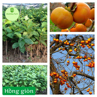 Cây giống hồng giòn Nhật bản