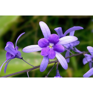 Cây mai xanh thái ( cây gửi ảnh số 2)