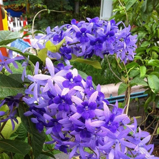 Cây mai xanh thái ( cây gửi ảnh số 2)