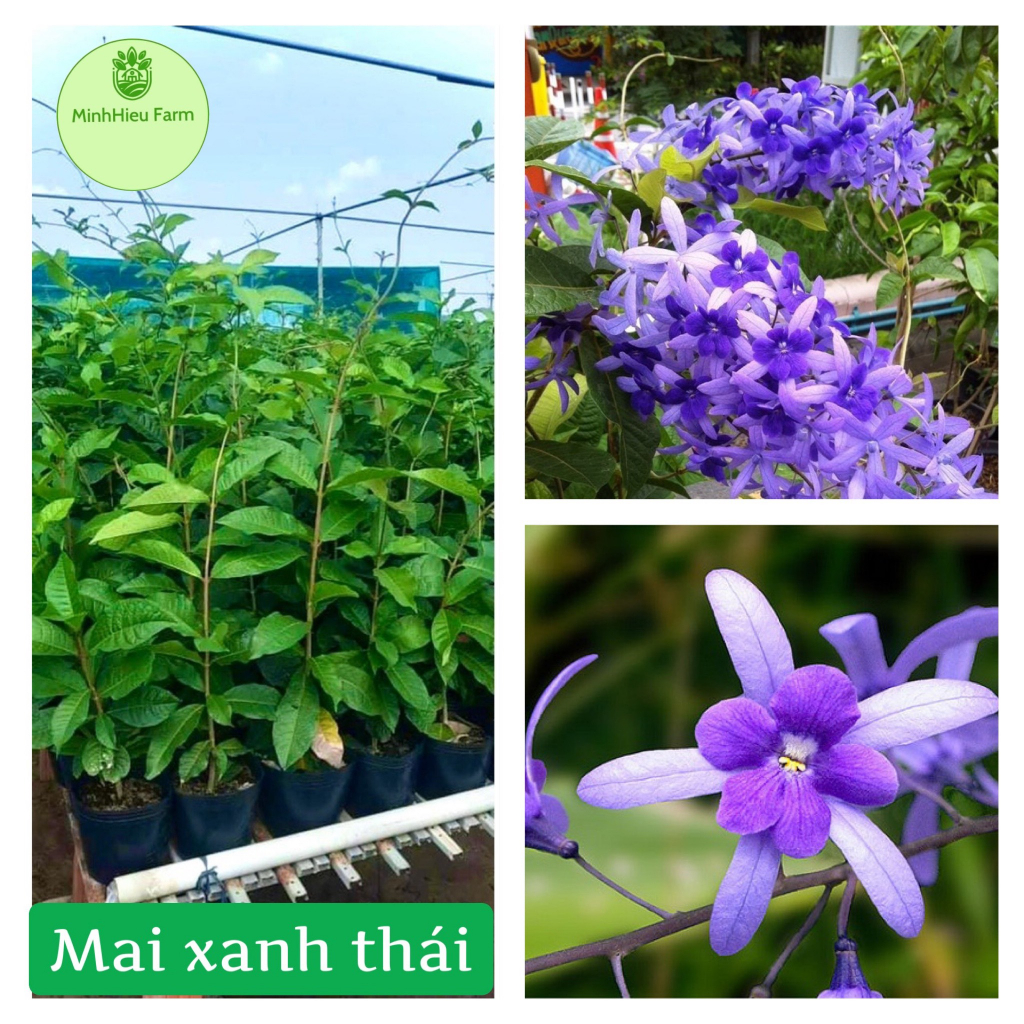 Cây mai xanh thái ( cây gửi ảnh số 2)