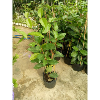 Cây mai xanh thái ( cây gửi ảnh số 2)