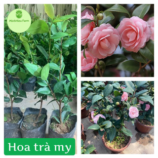 Cây giống hoa trà my loại cây mang rất nhiều ý nghĩa, cây giống khỏe, hoa to