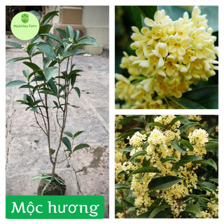 Cây mộc hương giống, cây cảnh đẹp, quý rất được ưa chuộng giống chuẩn F1