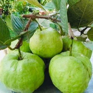 cây ổi nữ hoàng
