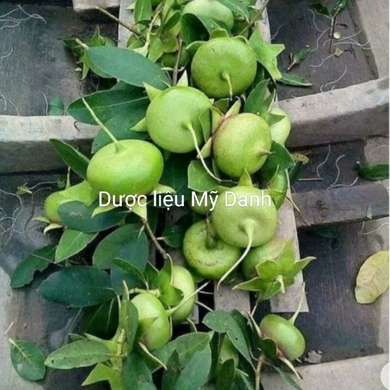 Trái Bần non, rễ bần, bông bần, trái phơi khô