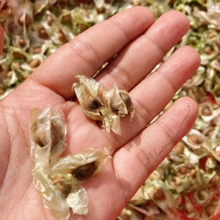 Hạt giống chùm ngây