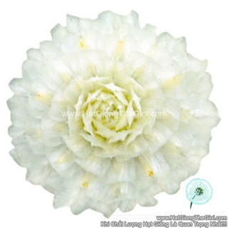 50h hạt giống hoa cúc bách nhật siêu lùn 15cm tg255 white