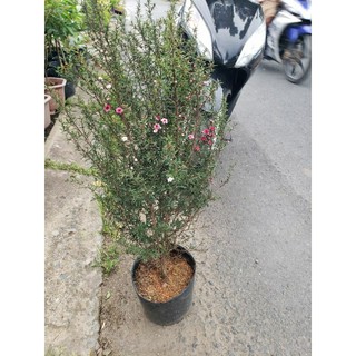 Cây Nhất Chi Mai(loại lớn.cao 80cm đến 90cm)