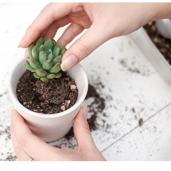 Đất trồng sen đá, xương rồng 200g 🔥FREE SHIP🔥 siêu phẩm trồng sen đá, xương rồng