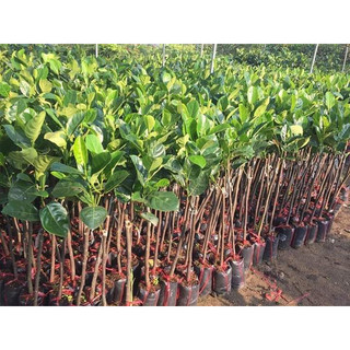 Cây giống mít ướt ta siêu sớm (CÂY GIỐNG BAN MÊ XANH)
