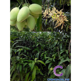 Cây giống Xoài Thái Lan  (CÂY GIỐNG BAN MÊ XANH)