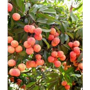 Cây giống vải không hạt( CÂY GIỐNG BAN MÊ XANH)