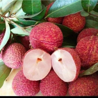 Cây giống vải không hạt