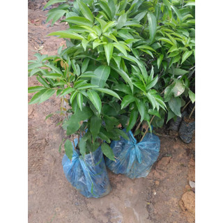 Cây giống vải không hạt( CÂY GIỐNG BAN MÊ XANH)