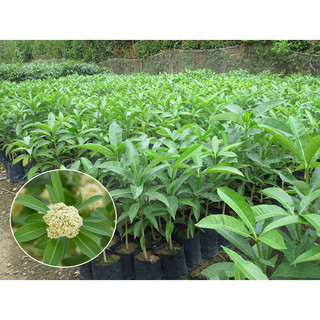 Cây giống hoa sữa