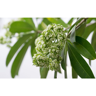 Cây giống hoa sữa( CÂY GIỐNG BAN MÊ XANH)
