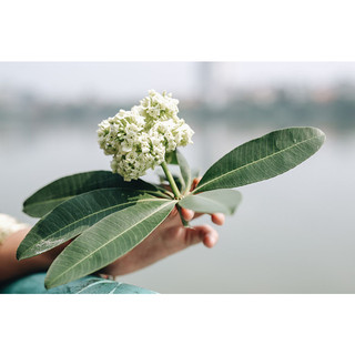 Cây giống hoa sữa( CÂY GIỐNG BAN MÊ XANH)