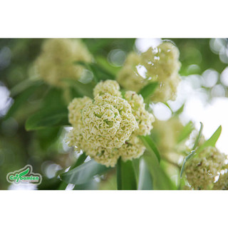 Cây giống hoa sữa( CÂY GIỐNG BAN MÊ XANH)