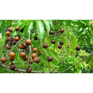 Cây giống bồ hòn( CÂY GIỐNG BAN MÊ XANH)
