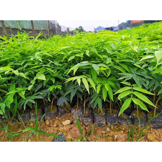 Cây giống bồ hòn( CÂY GIỐNG BAN MÊ XANH)