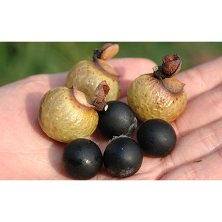Cây giống bồ hòn( CÂY GIỐNG BAN MÊ XANH)