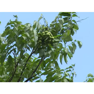 Cây giống bồ hòn( CÂY GIỐNG BAN MÊ XANH)