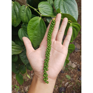 Cây tiêu giống Srilanca