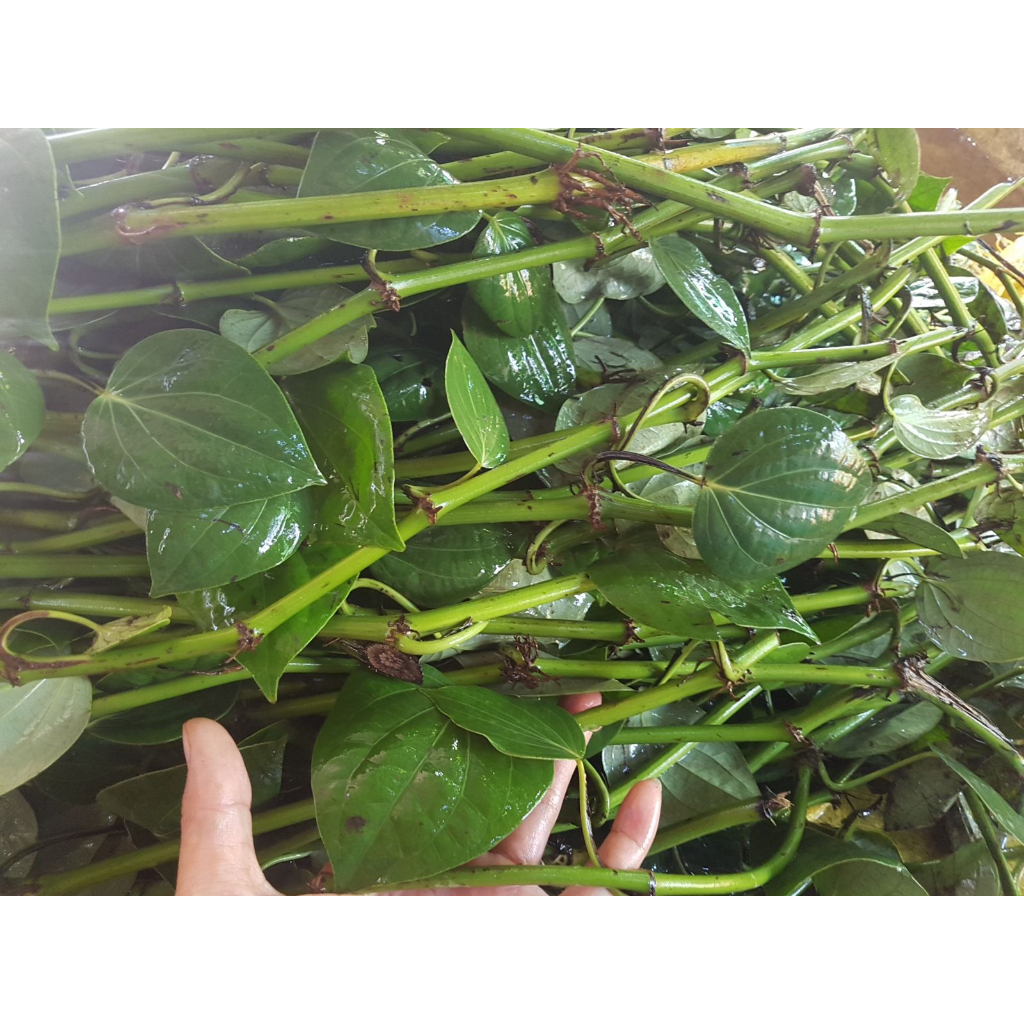 Cây tiêu giống Srilanca