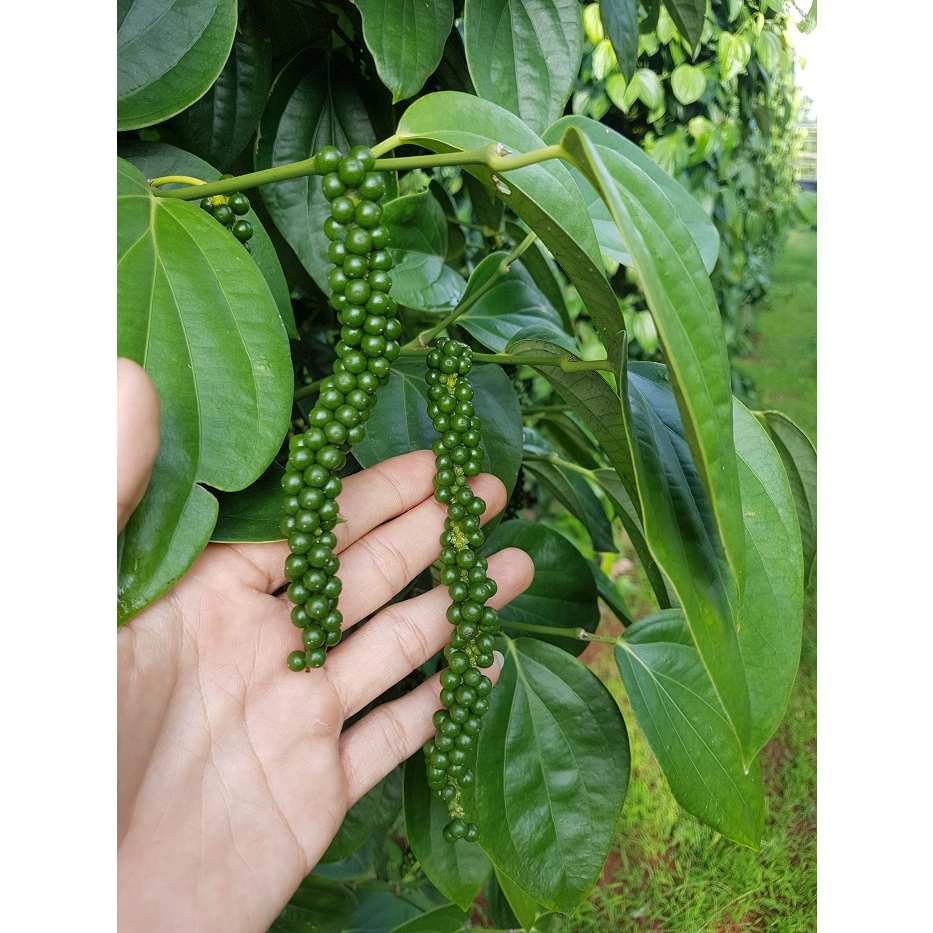 Cây tiêu giống Srilanca