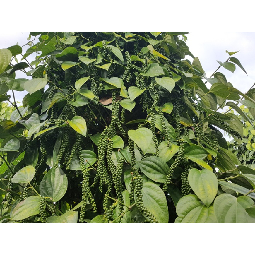 Cây tiêu giống Srilanca