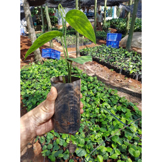 cây tiêu giống Srilanca (cây hồ tiêu năng suất nhất)( CÂY GIỐNG BAN MÊ XANH)