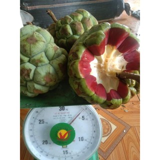 1kg Na Rừng Mường Tè