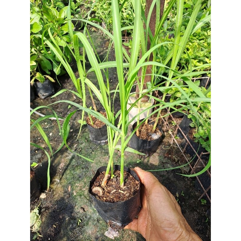 Combo 2 bụi mía lau 3-4 cây/bụi