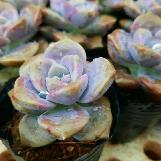 Senda Dalat - Cây sen đá hồng mập, loại sen đá có sức sống mạnh mẽ