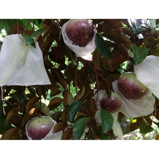 Cây giống vú sữa Mica ( CÂY GIỐNG NGỌC HIẾU )
