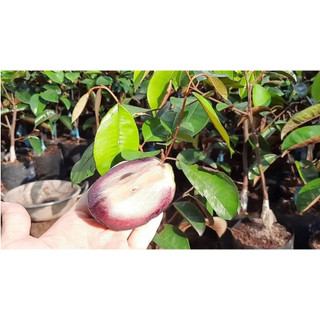 Cây giống vú sữa Mica