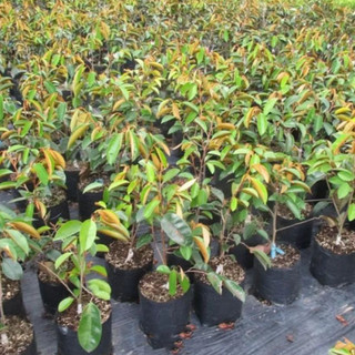 Cây giống vú sữa Mica ( CÂY GIỐNG NGỌC HIẾU )