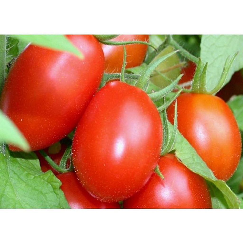 Hạt Giống Cà chua F1 siêu kháng bệnh Phú Nông