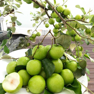 Cây Táo lùn Thái Lan Giống cho trái siêu sớm
