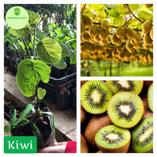 Cây KIWI leo giàn ruột xanh dòng quả sớm được ưa chuộng siêu sai trái
