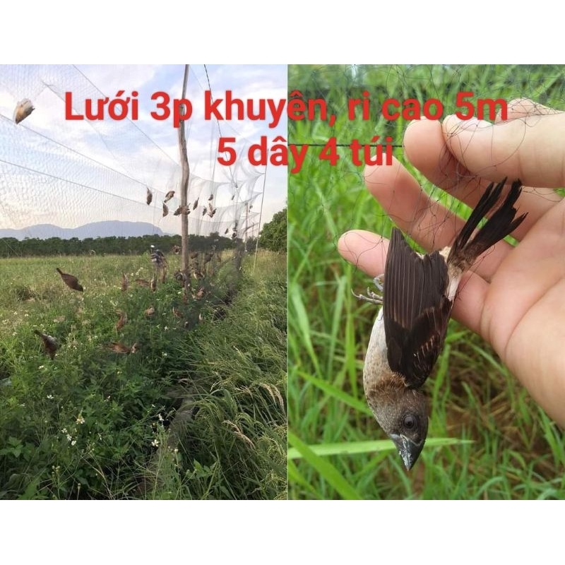 LƯỚI-3P-KHUYÊN-RI-HÀNG-CAO-CẤP-CAO-5M
