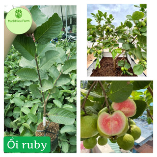 Cây ổi ruby ruột đỏ không hạt cao 50-70cm
